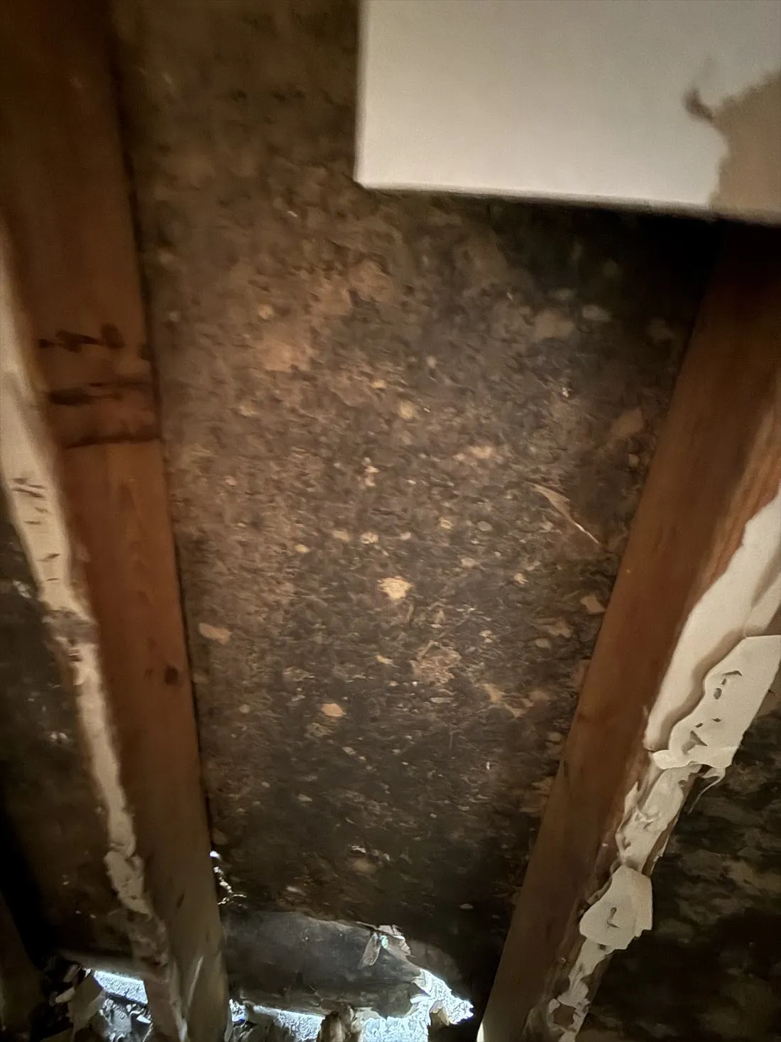 Wall cavity with black growth on the back of the drywall